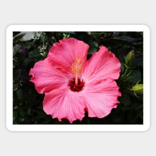 Five Pink Petals Sticker